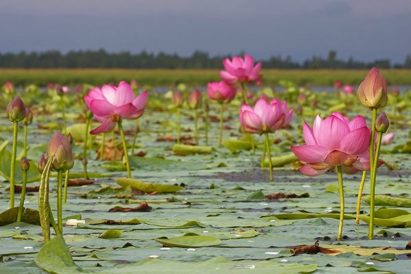 Хинганский заповедник Лотосы