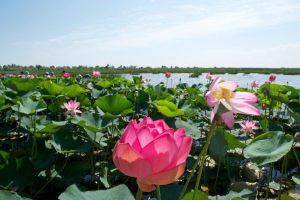 Лотосовые поля Астрахань