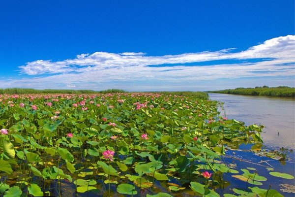 Лотосовые поля в дельте Волги