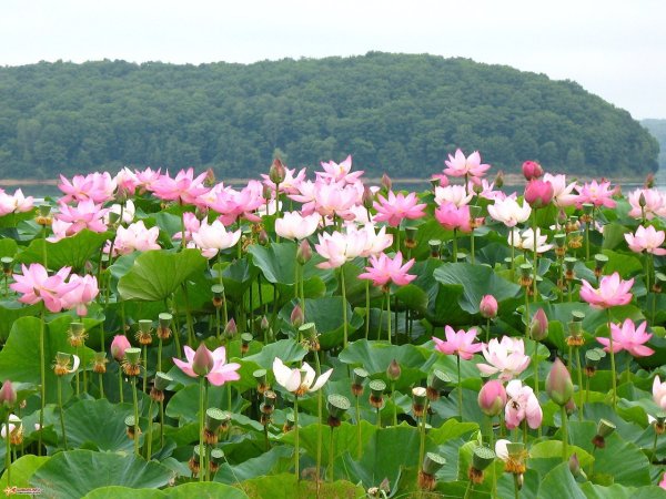 Ахтанизовский Лиман Долина лотосов