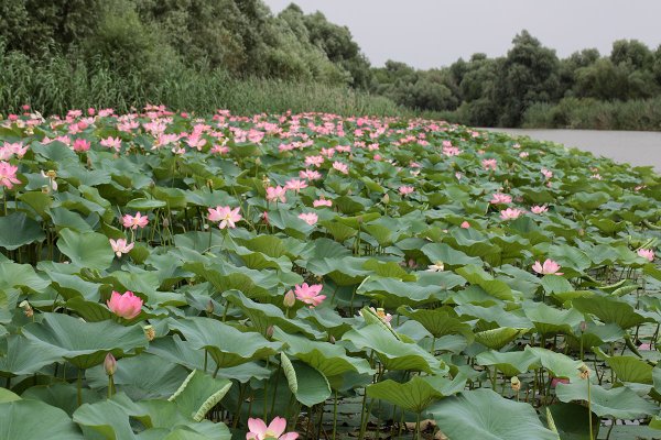 Астраханский заповедник лотосовые поля