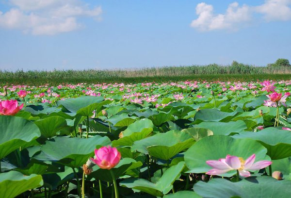 Долина лотосов Анапа