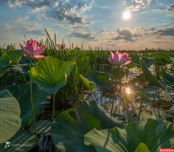 Лотосовые поля Астрахань