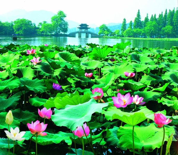 Лотосовые озера Китая