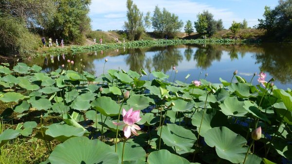 Волго Ахтубинская Пойма Волгоград