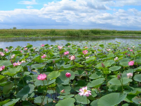 Долина лотосов Калмыкия