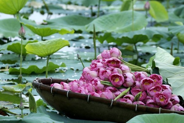 Лотосовое озеро Вьетнам