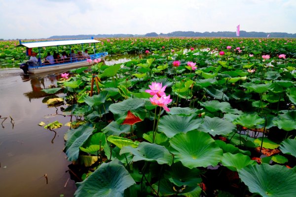 Долина лотосов Анапа