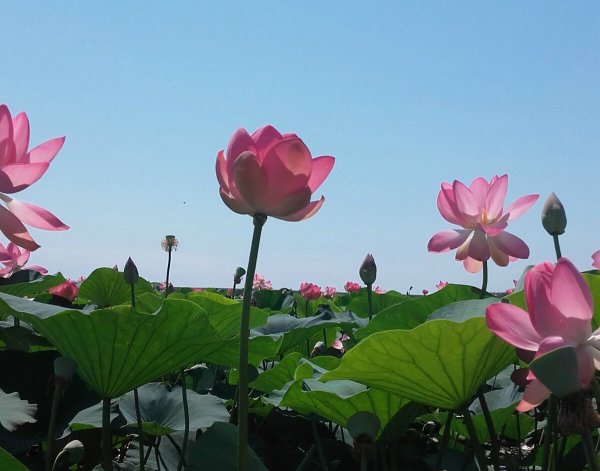 Приморско-Ахтарск Долина лотосов