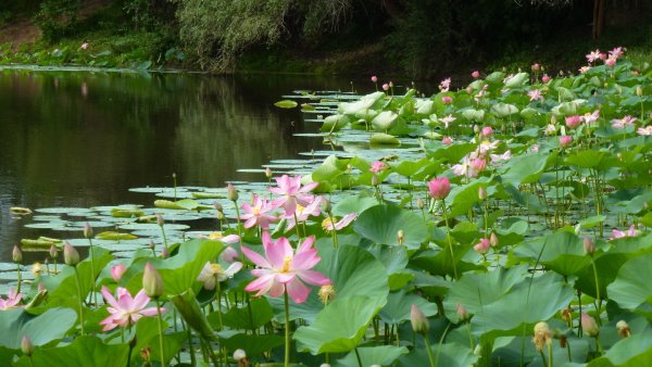 Волго Ахтубинская Пойма озеро лотосов