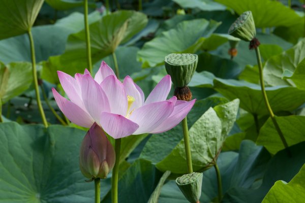 Лотосы в Волго-Ахтубинской пойме