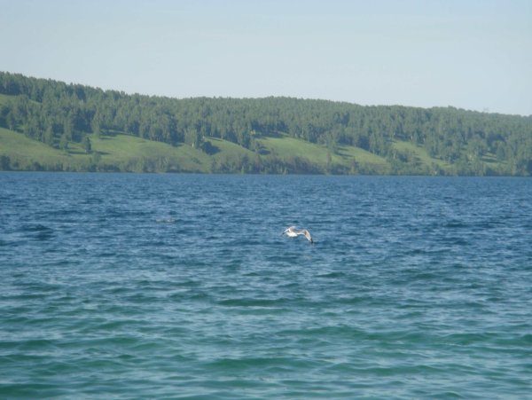 Озеро Инголь Шарыповский район