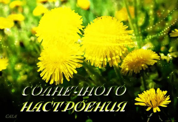 Солнечного дня и отличного настроения