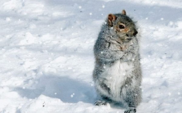Перезимуем весну