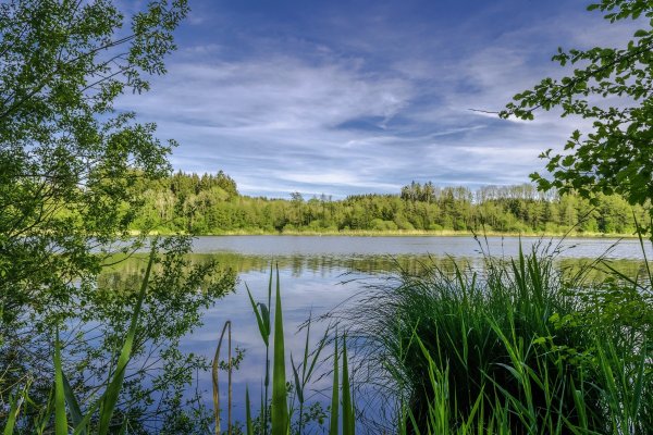 Луга лес река