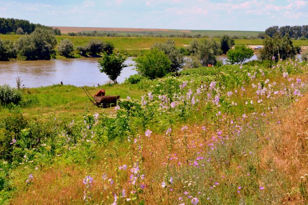Озеро деревня поля Лужский