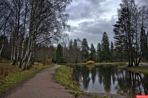 Шуваловский парк берёзовый мостик
