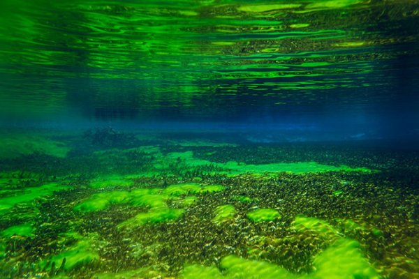 Красивые водоросли