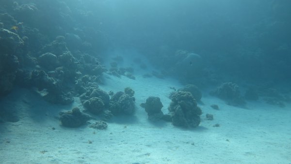 Черное море снимок дна