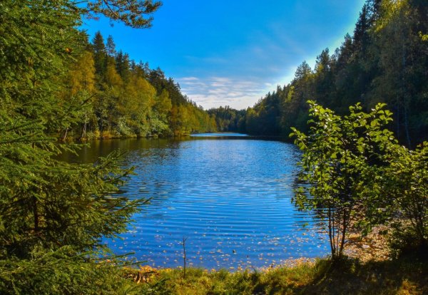 Лесное озеро (Forest Lake)