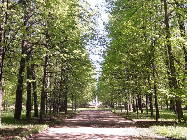 Парк Петровско Разумовская