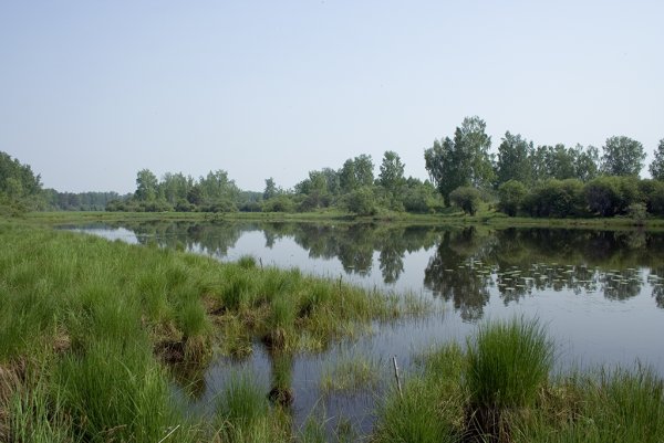 Озеро Старица Новосибирск