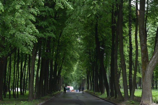 Дубы в ЦПКИО Рязань