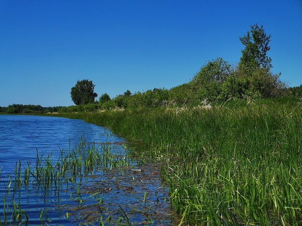 Озеро Старица Новосибирск