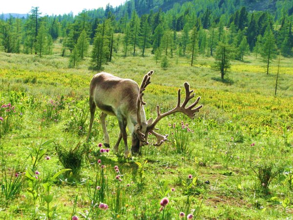 Тыва Тоджа олени