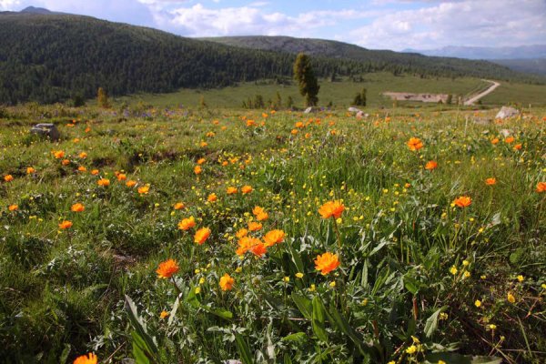 Флора заповедника АЗАС
