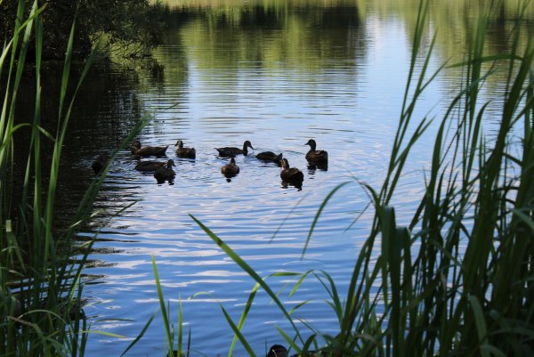 Утиное озеро в Дзержинске
