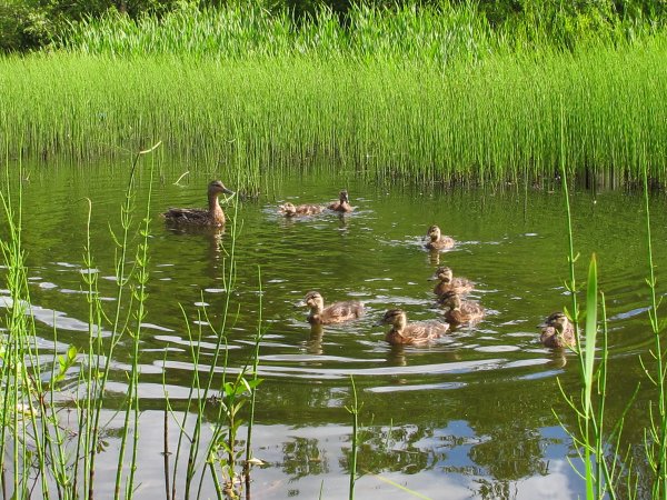 Пруд город Кизел