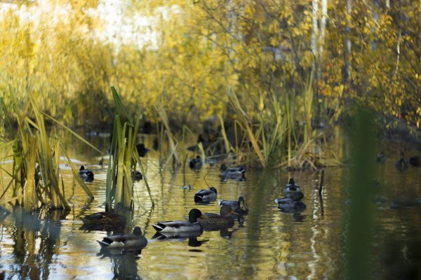 Озеро с утками