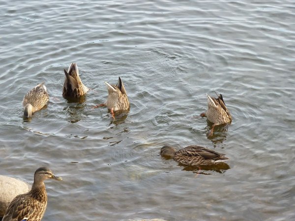 Утки Оленегорск утиное озеро