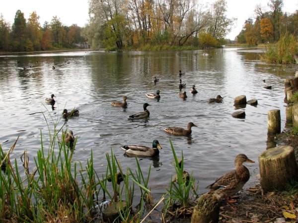 Пруд с утками