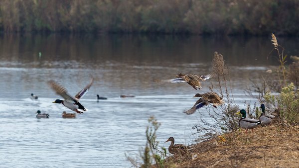 Утки на озере