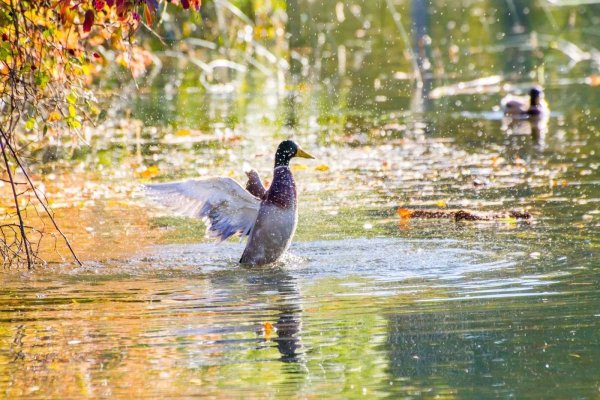 Утки на озере осенью