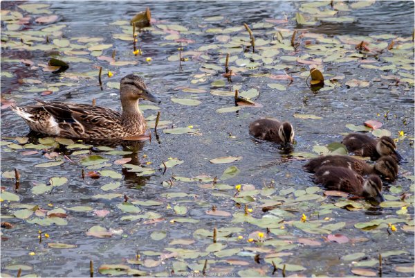 Кряква с выводком