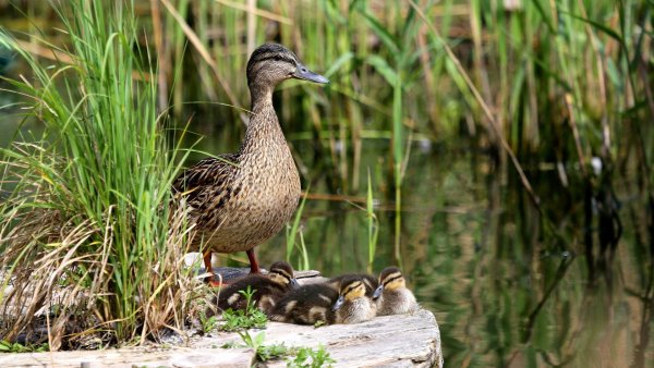 Утка кряква гнездо