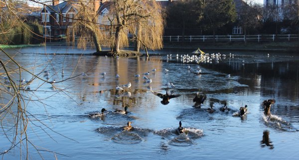 Екатерининский парк утки