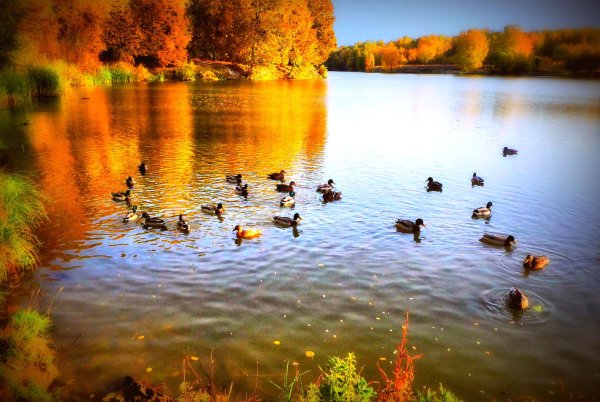 Бежаницкий парк пруд с уточками