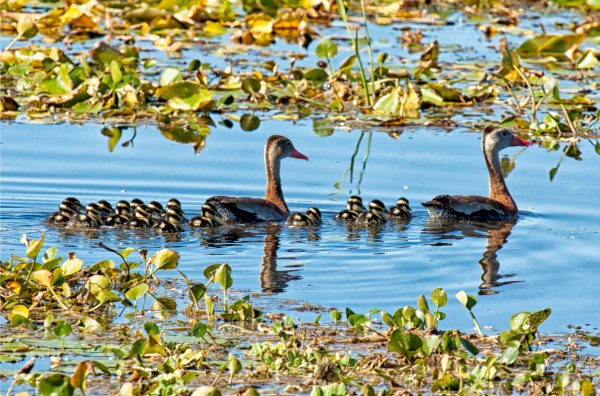Птицы на озере