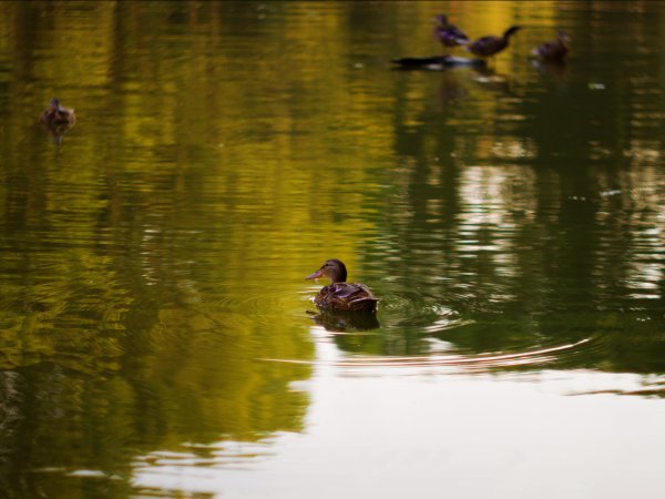 Утята в пруду