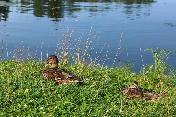 Утка в озере