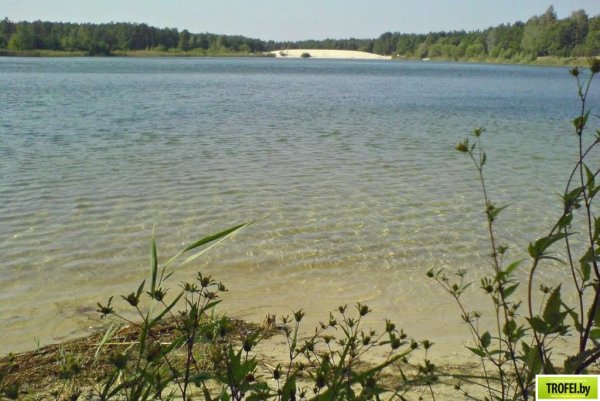 Кобрин озеро Каташи