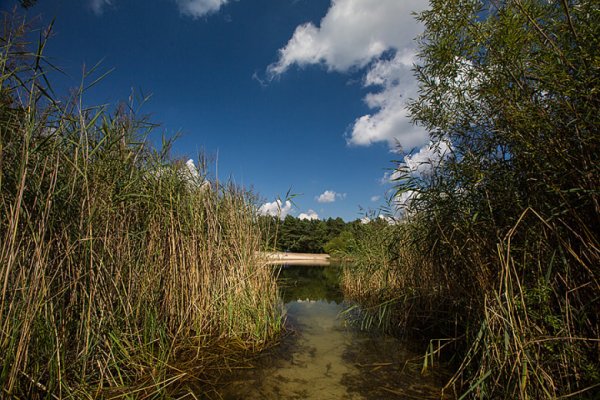 Кобринское озеро Беларусь
