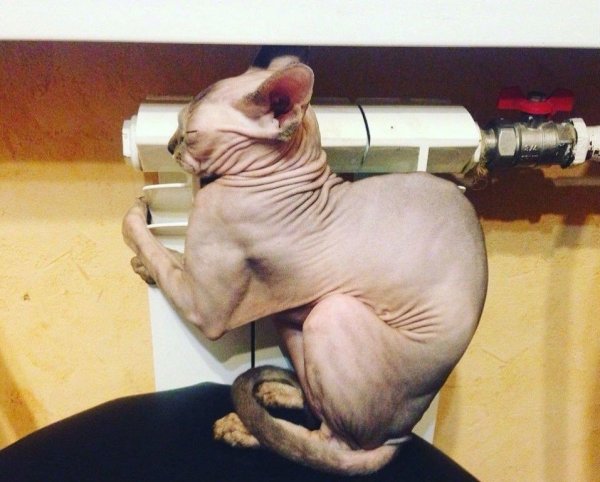 Приколы про сфинксов