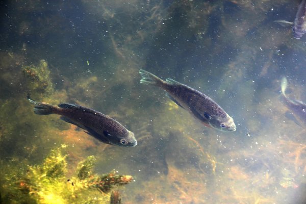 Озёрка рыба