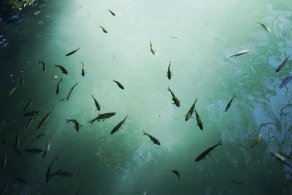 Озеро с рыбками