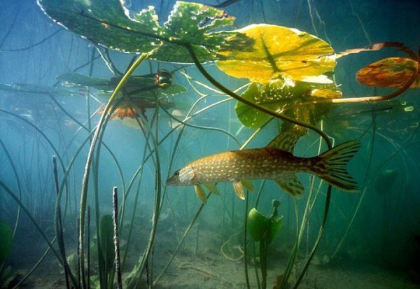 Подводные обитатели водоемов